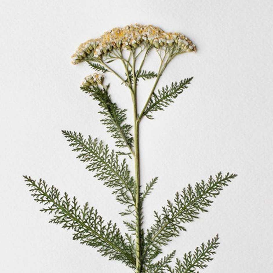 plante achillée millefeuille séchée et aplatie