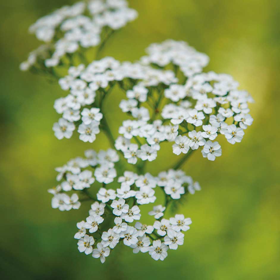 photo de plante d'achillée millefeuille