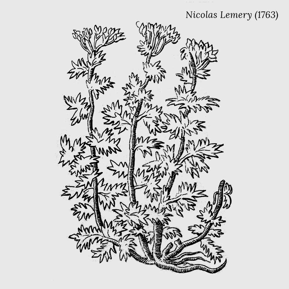 planche botanique de l'achille millefeuille réalisée par le scientifique Nicolas Lemery datant de 1763.