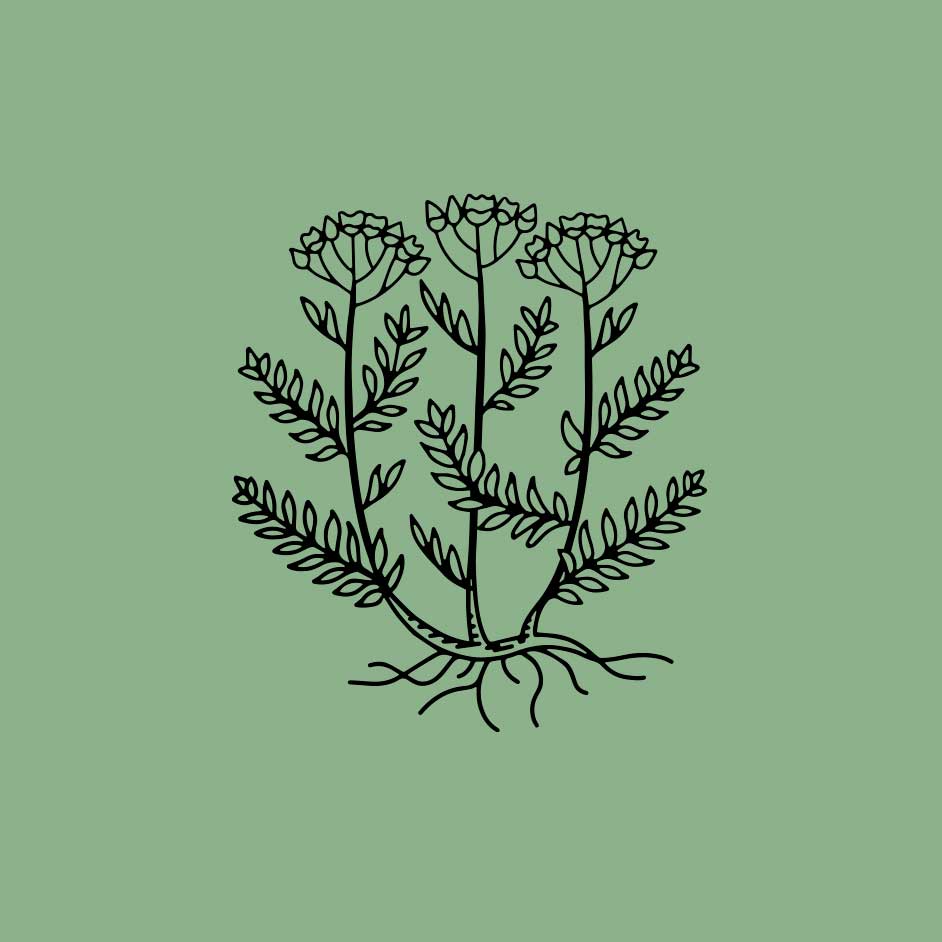 dessin stylisé de plante