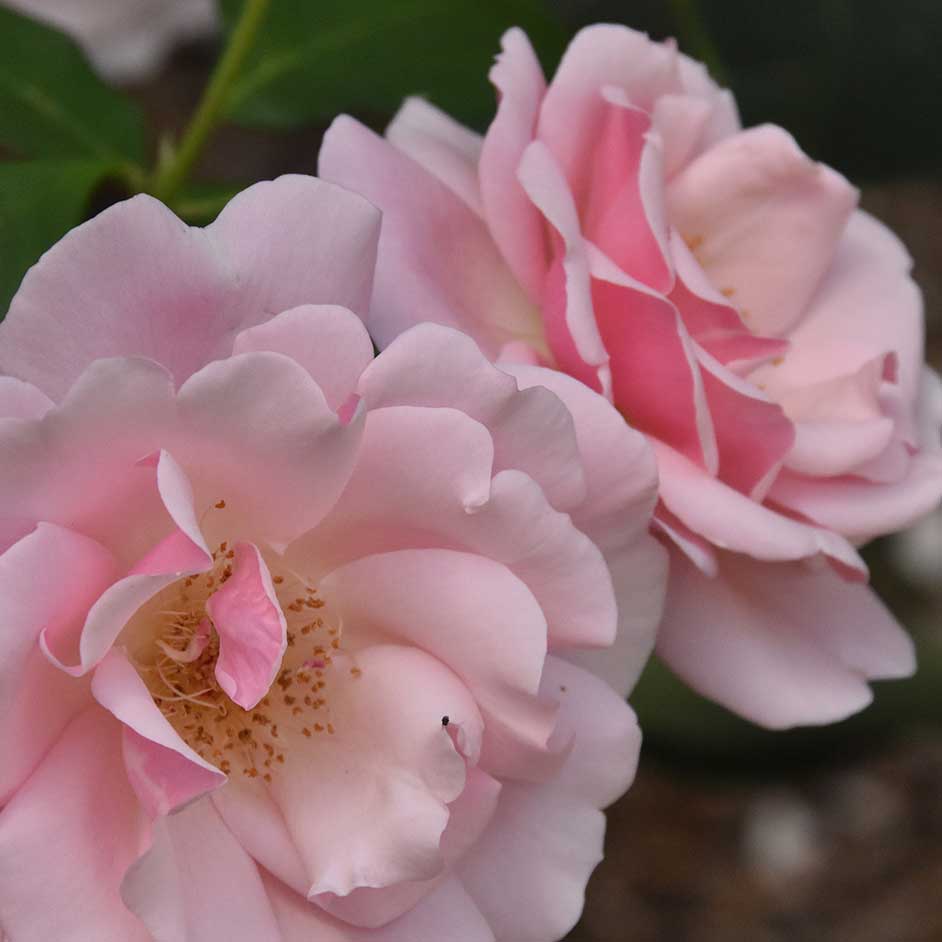 inspiration venant de la forme de la fleur