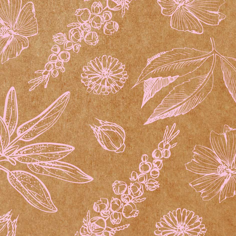 illustrations de plantes, style graphique planche botanique