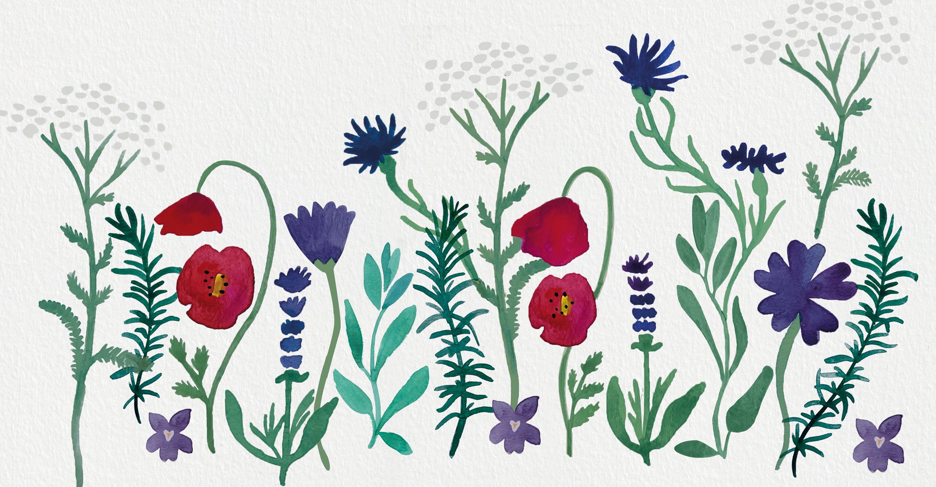 Inventaires de plantes locales à l’aquarelle : achillée millefeuille, romarin, violette, coquelicot, lavendin, mauve, sauge et oeillet